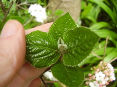 Viburnum × burkwoodii