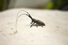 Taricanus truquii