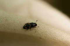 Glischrochilus hortensis