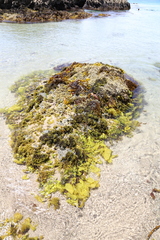 Psilophycus alveatus