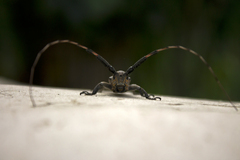 Taricanus truquii