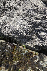 Psilophycus alveatus