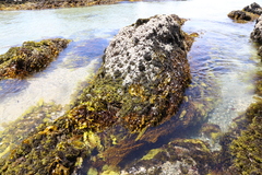 Psilophycus alveatus