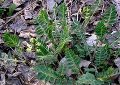 Astragalus schelichowii