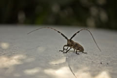 Taricanus truquii