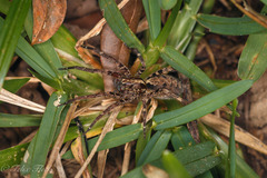 Acanthoctenus