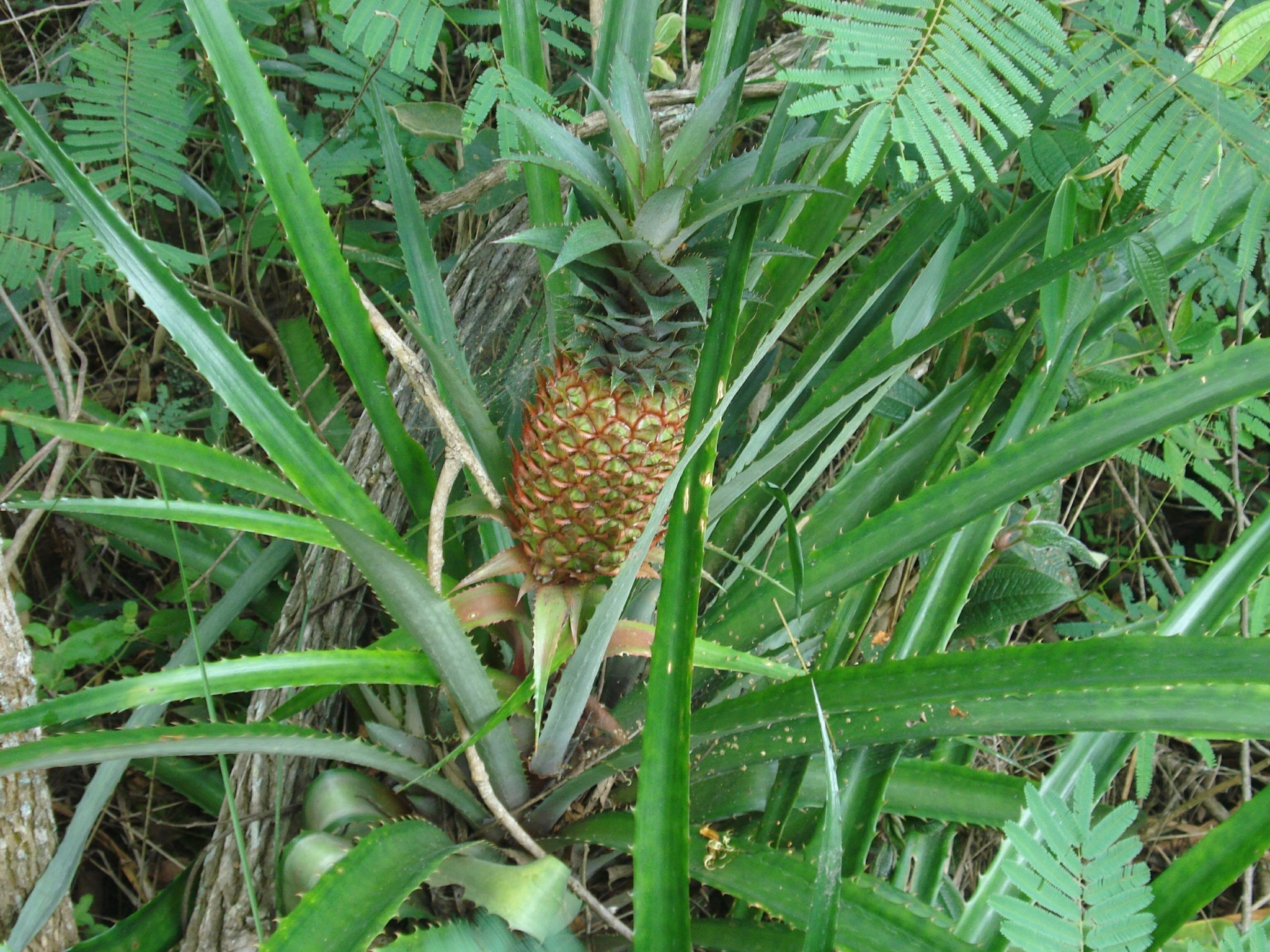 Ananas comosus