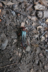 Planopus laniniensis