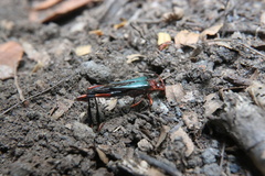 Planopus laniniensis