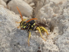 Nomada succincta