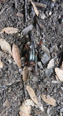 Planopus laniniensis