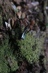 Planopus laniniensis