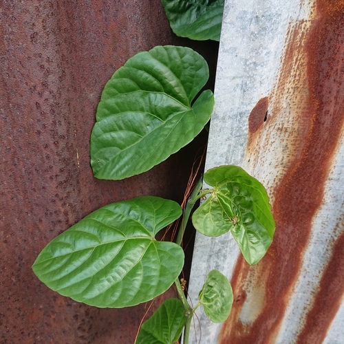 Cissus nodosa observed 2021-01-06