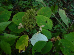 Hydrangea radiata