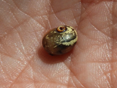 Sheldonia