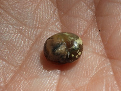 Sheldonia
