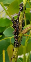 Eurymeloides bicincta