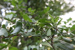 Azara integrifolia