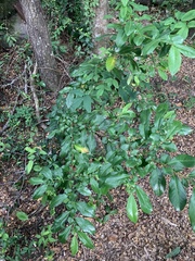 Azara integrifolia