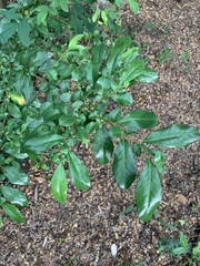 Azara integrifolia