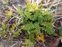 Chaerophyllum colensoi colensoi