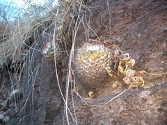 Mammillaria scrippsiana