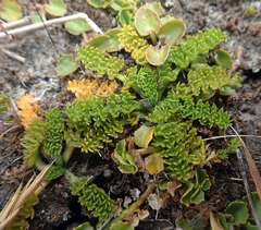 Chaerophyllum colensoi colensoi