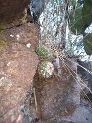 Mammillaria scrippsiana