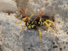 Nomada succincta