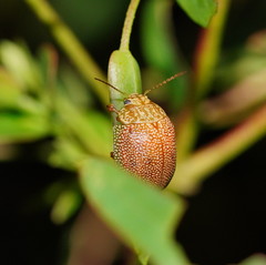 Paropsis atomaria