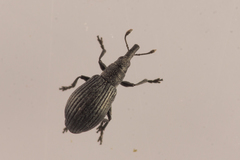 Perapion curtirostre