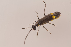 Malthodes marginatus
