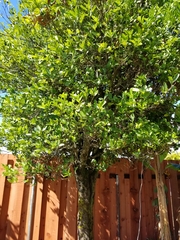 Citrus × microcarpa