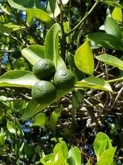 Citrus × microcarpa