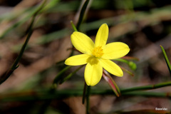 Tricoryne simplex