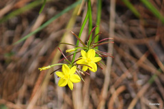 Tricoryne simplex