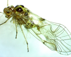 Teliapsocus conterminus