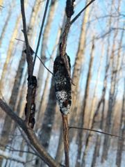 Trichothecium roseum