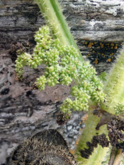 Urtica australis