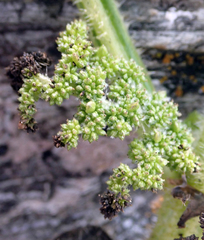 Urtica australis