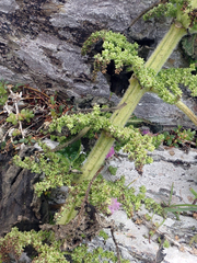 Urtica australis