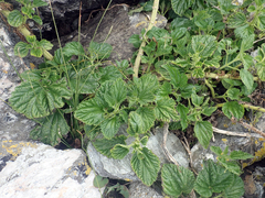 Urtica australis