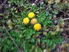 Senecio repens