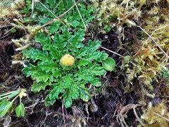 Senecio repens