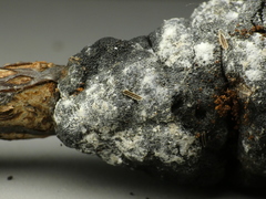 Trichothecium roseum