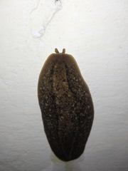 Phyllocaulis soleiformis