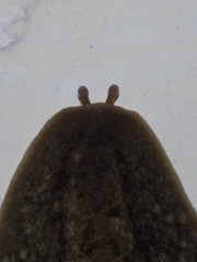 Phyllocaulis soleiformis