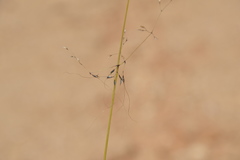 Stipa venusta
