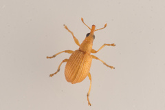 Apion cruentatum