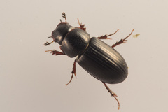 Liothorax plagiatus
